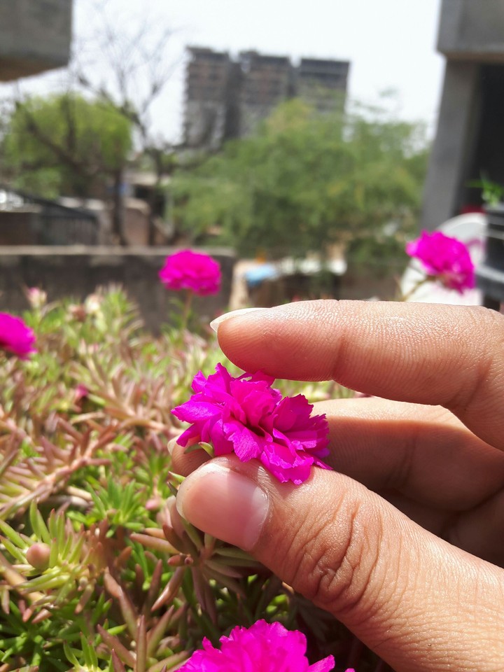 touch flower