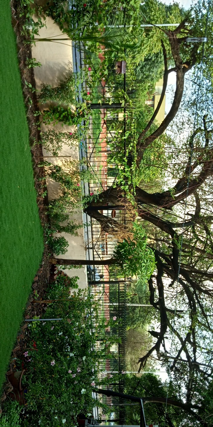 Chandigarh Lawn