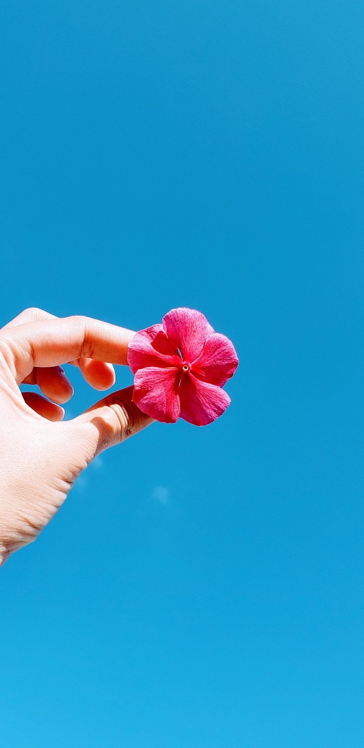flower in the sky