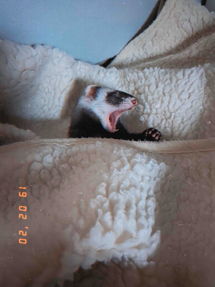 ferret