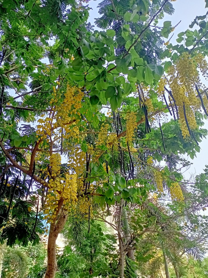 yellow flowers