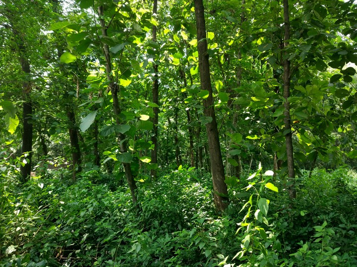 Indian Jungle