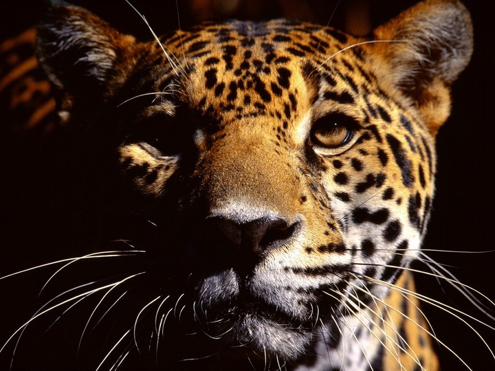 leopard