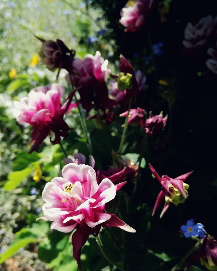 romantic garden