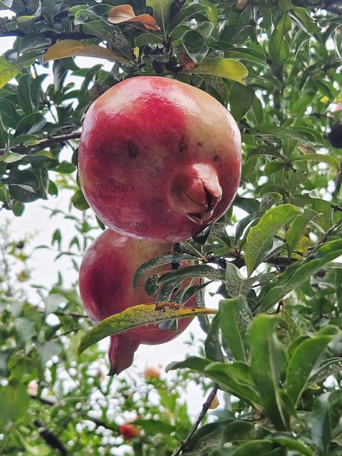 Fruit, Red, Fruit_tree