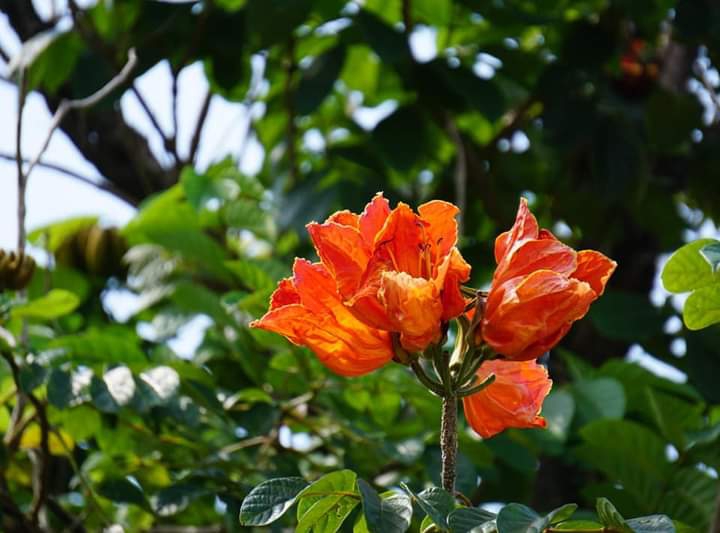 " African tulip tree"