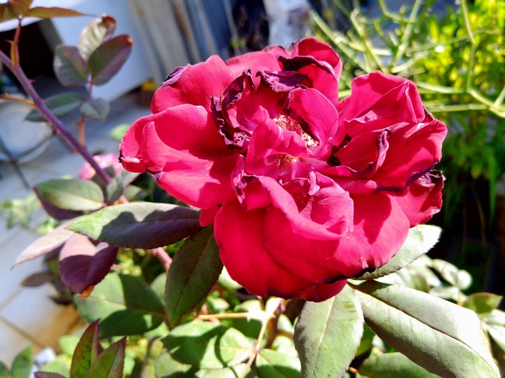 A Rose to You