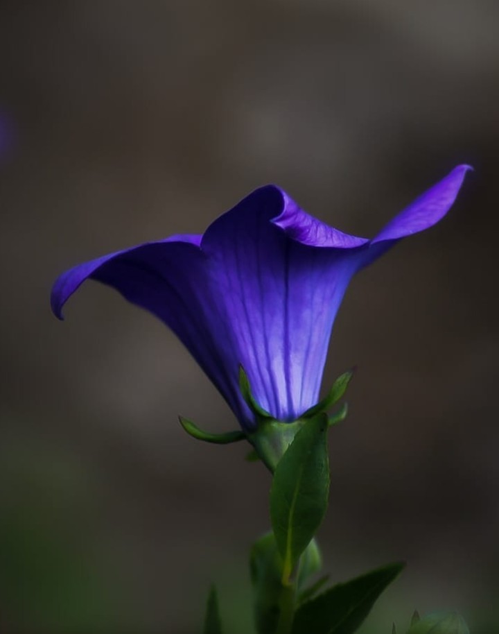 Bluebell
