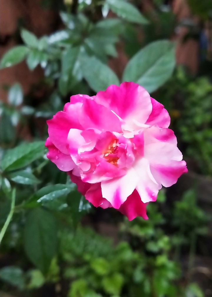 rose