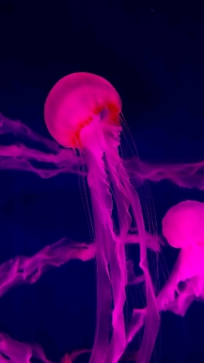 Jellyfish