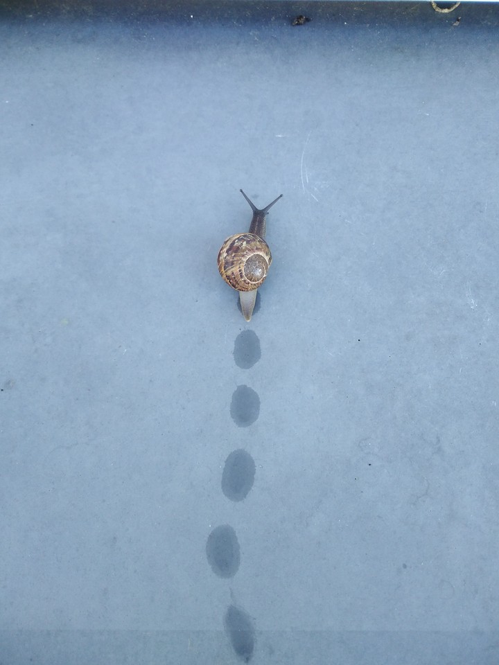 Escargot