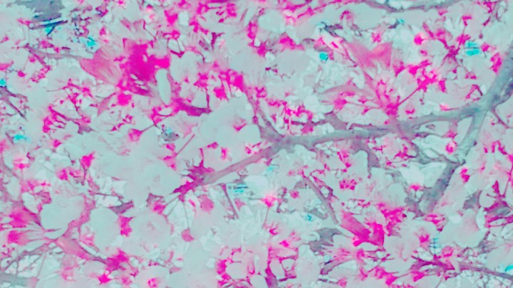 Brightened Cherry Blossoms