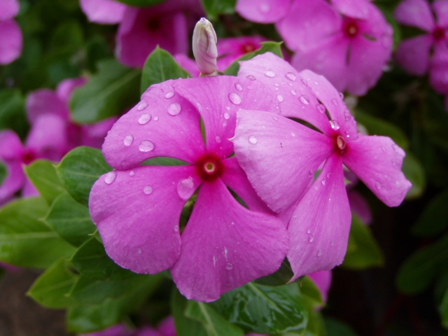 Cathranthus