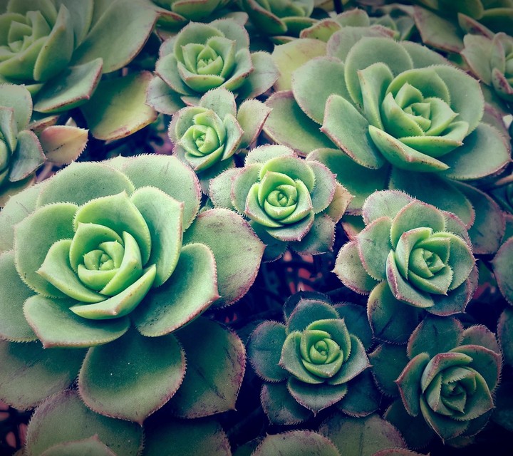 green