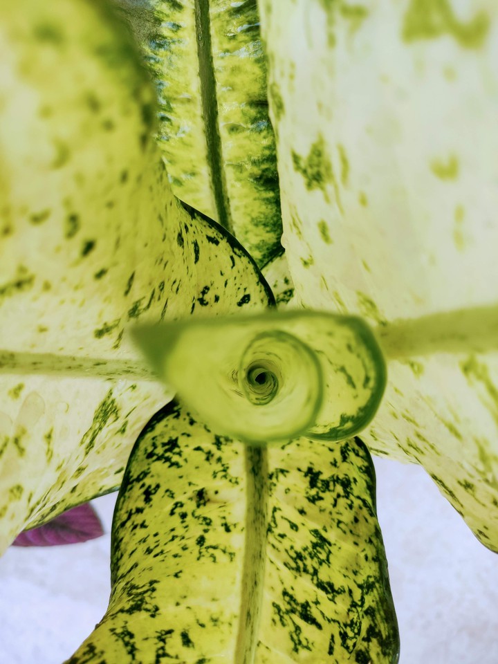 Golden Circle_Geometry
