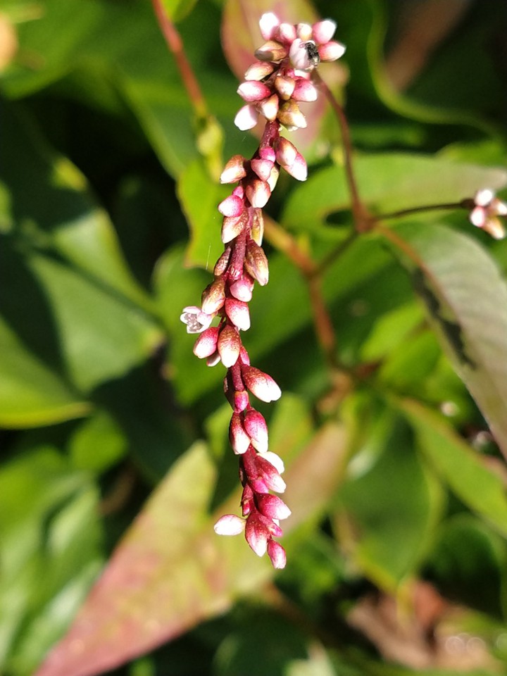 Otra florecita de Villa Victoria