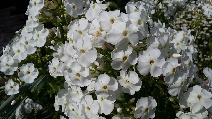 Blossom