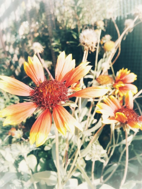 summer flower
