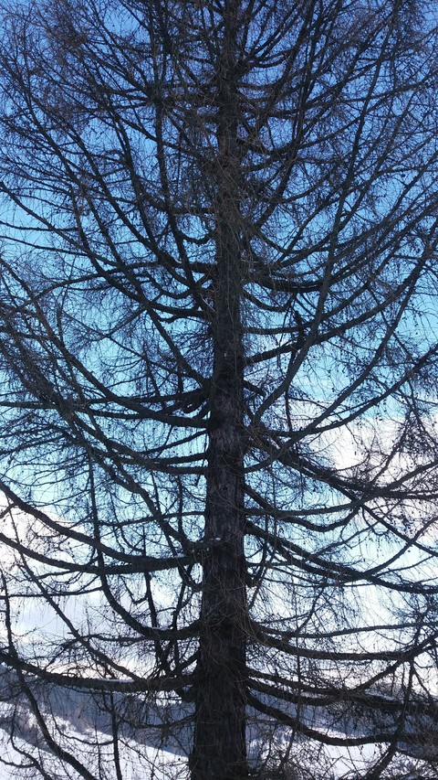 Tree. Poland tree