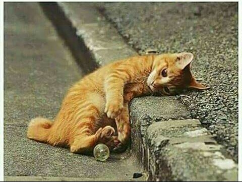 Catt