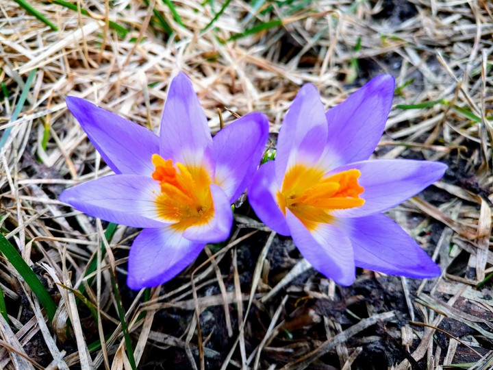 spring flowers