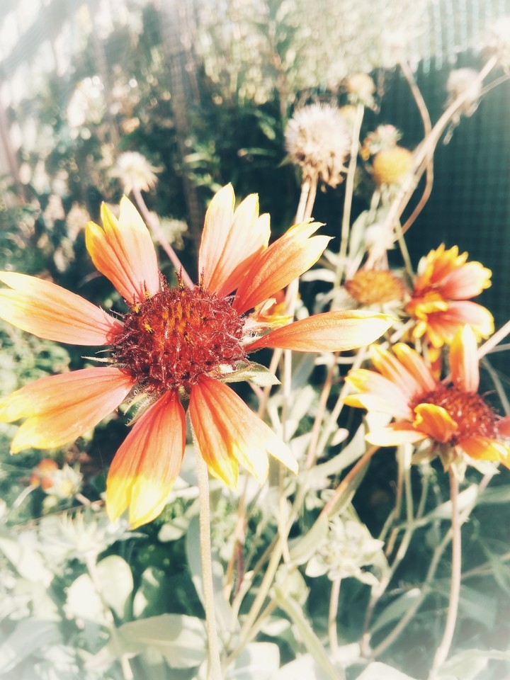 summer flower