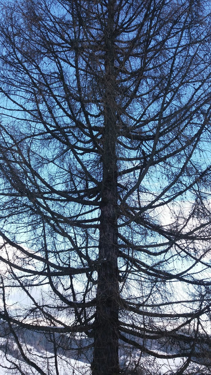 Tree. Poland tree