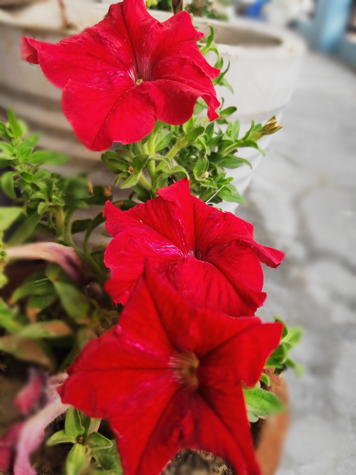 flowers