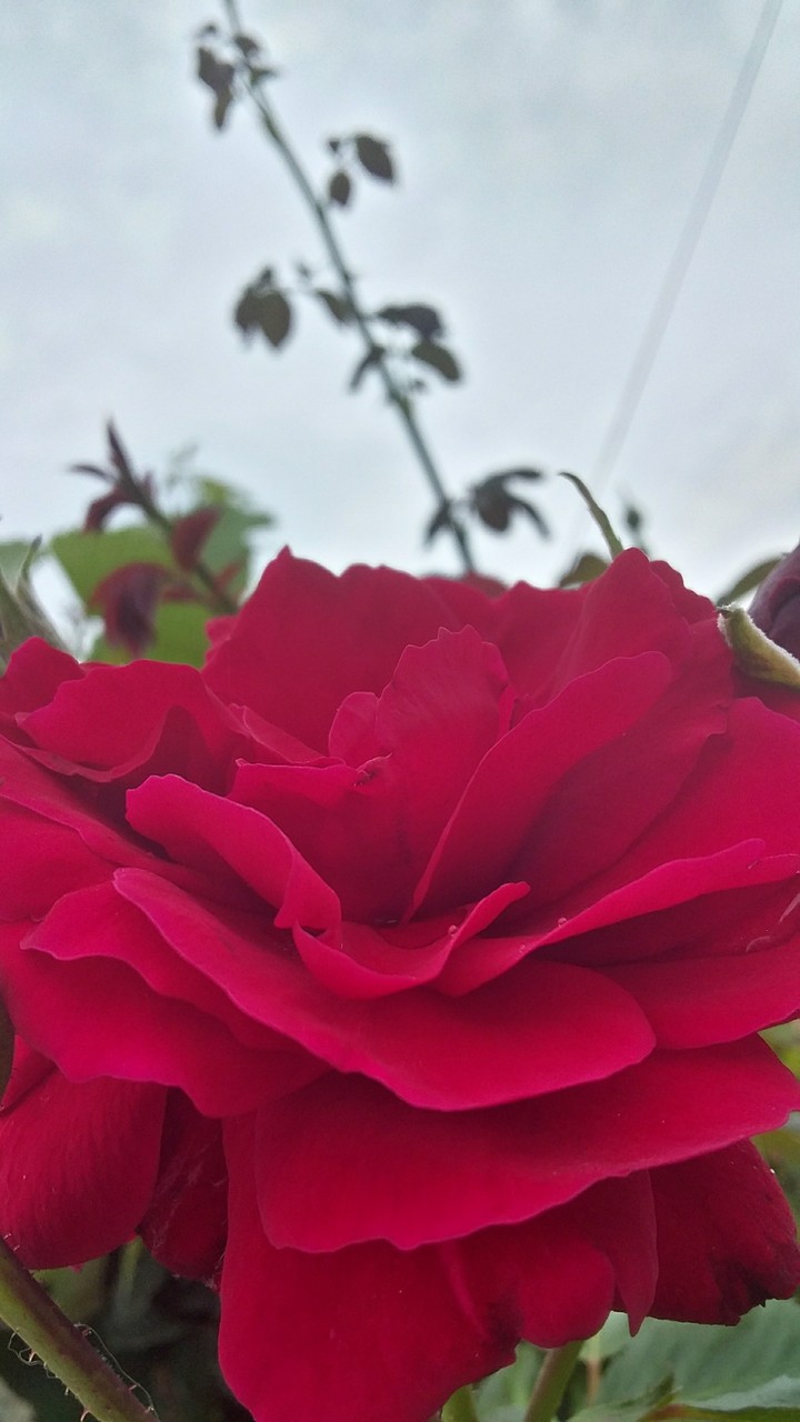 роза