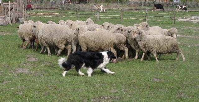 Border Collies Because There IS No Better Dog