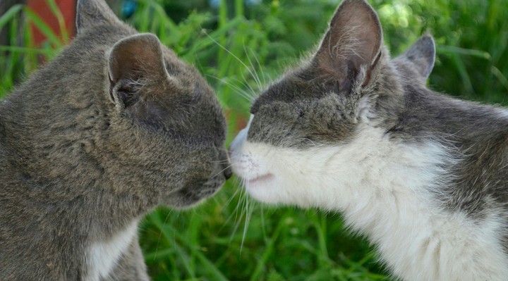 Cats....