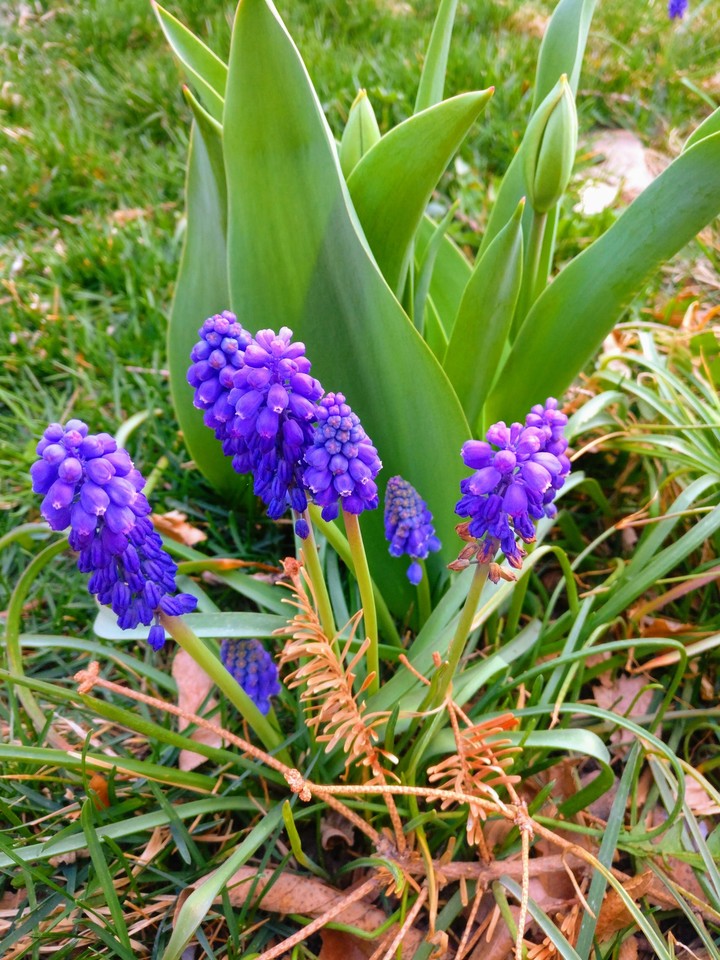 flowers