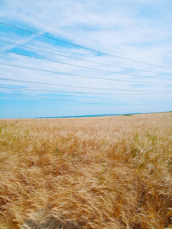 Summer fields