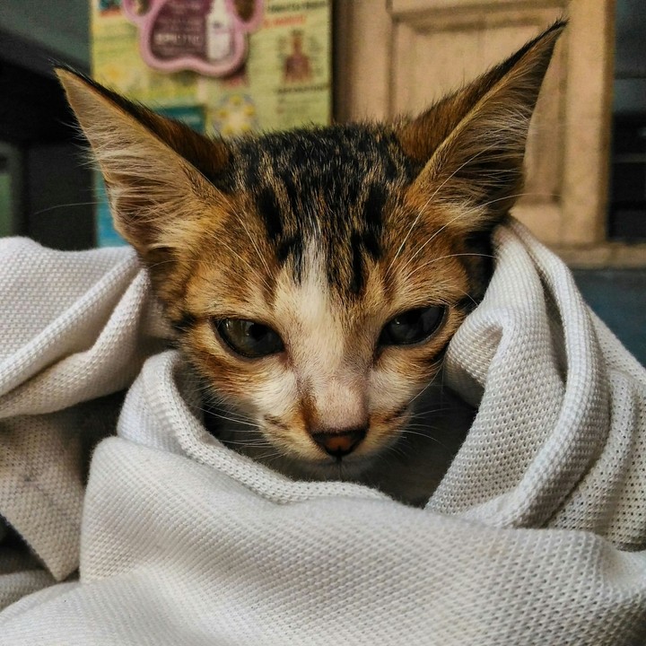 cat