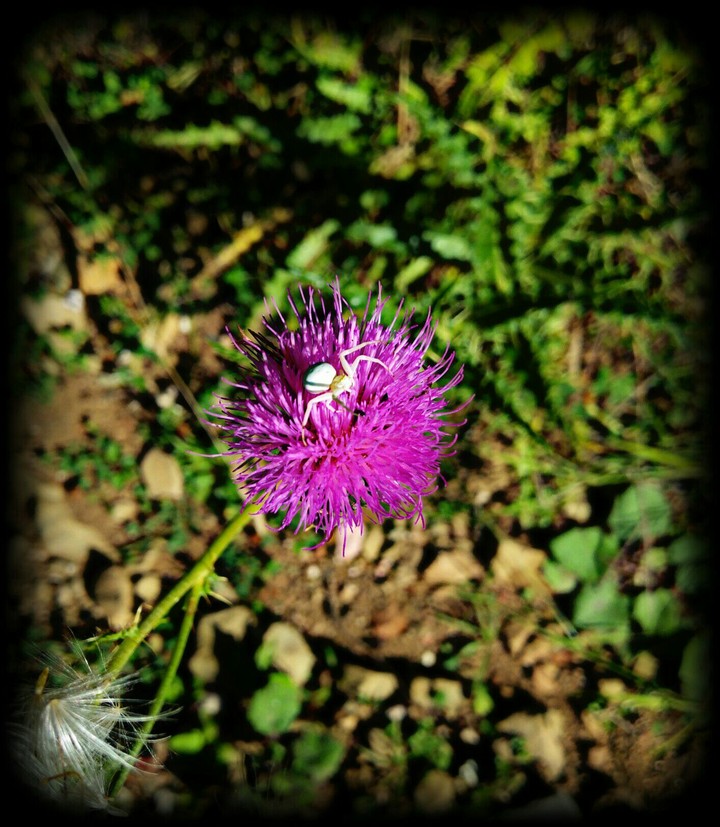 wildlife