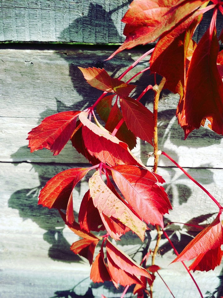 Autumn