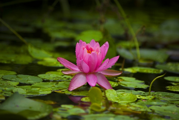수련