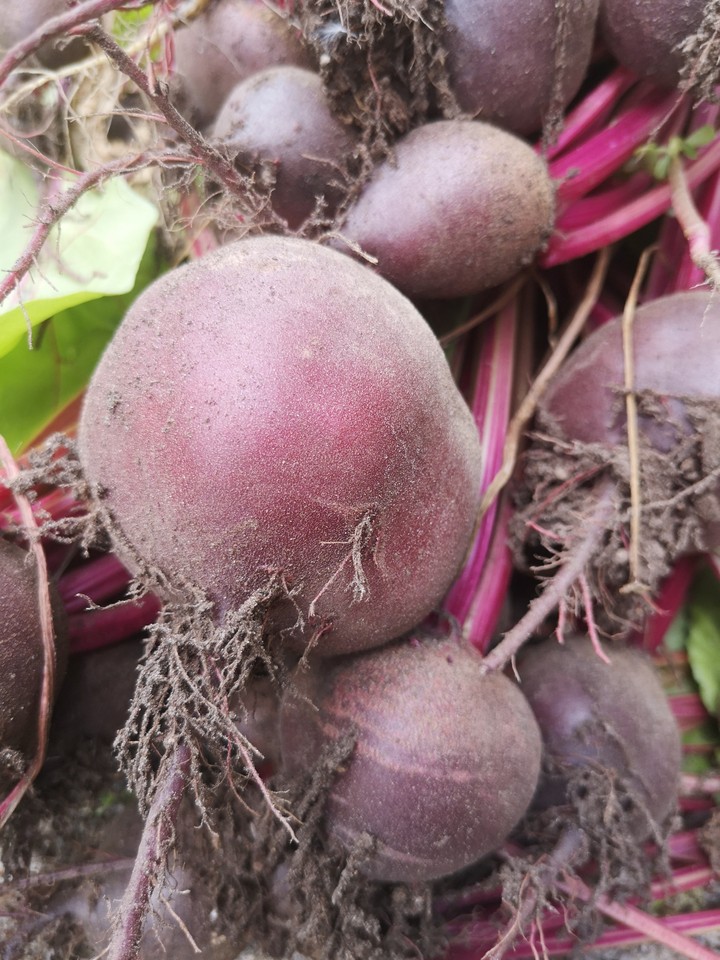 beets