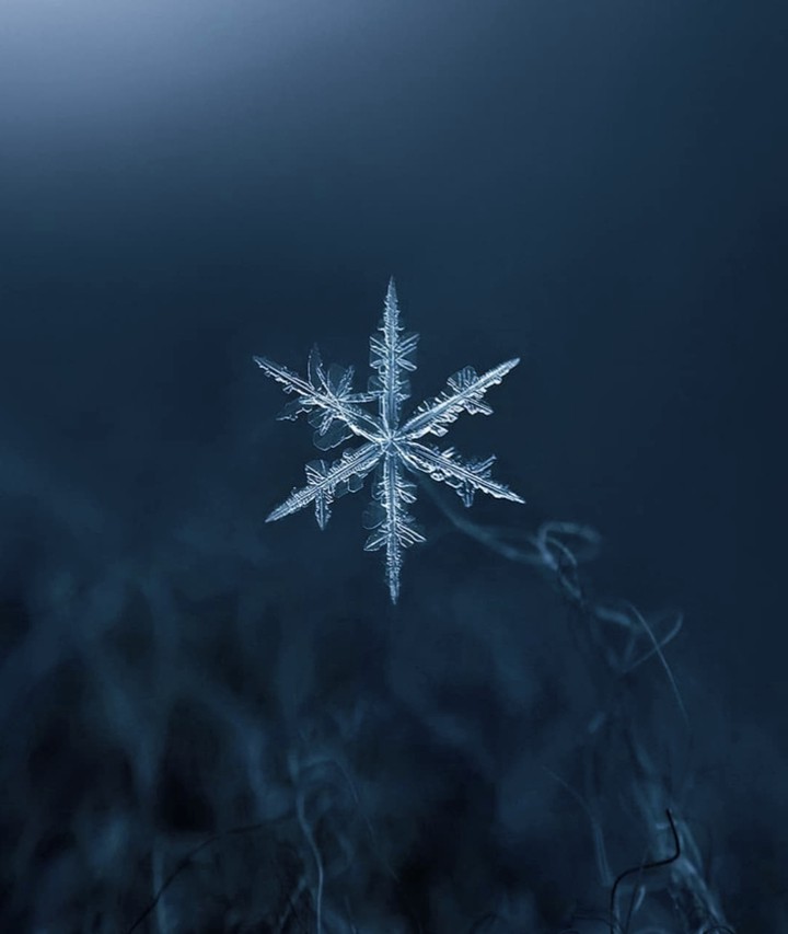 a flake of snow