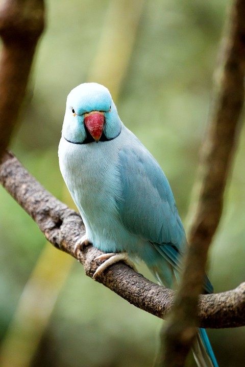 ringneck