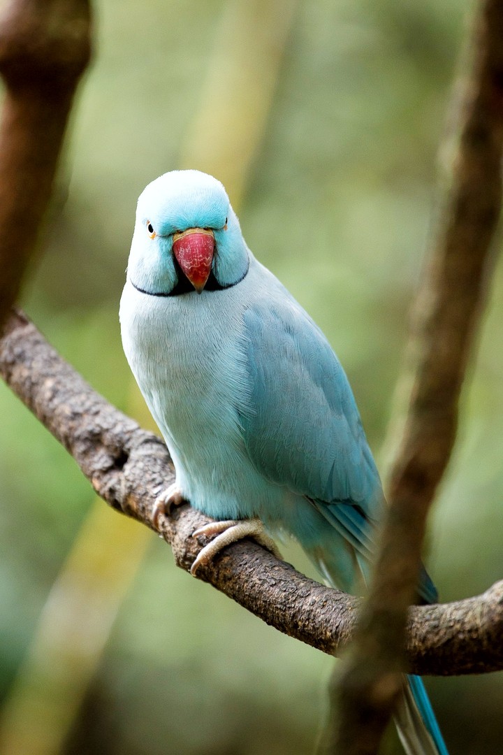 ringneck