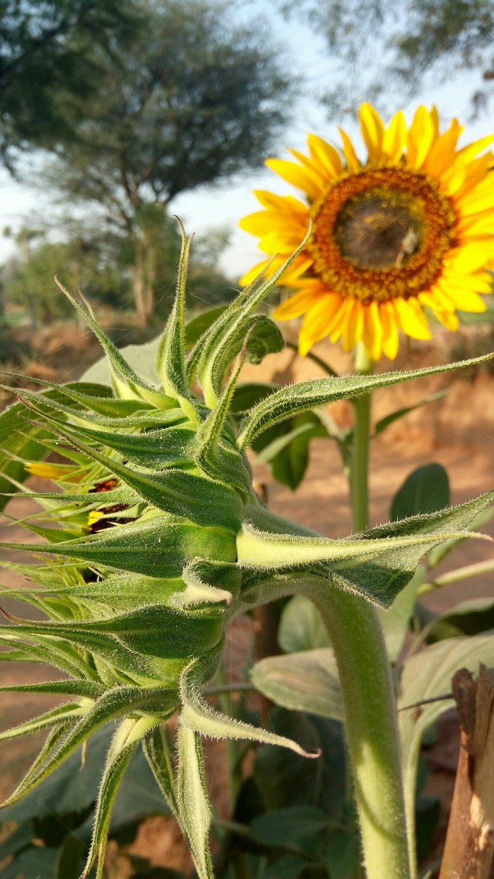 sun flower