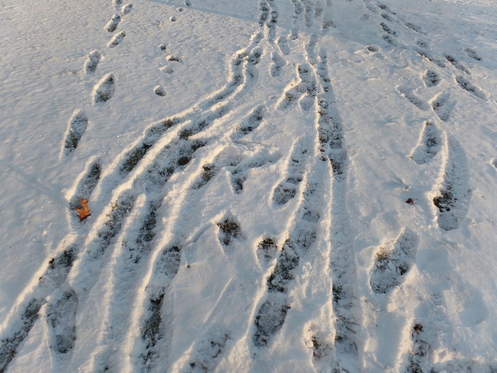 snow