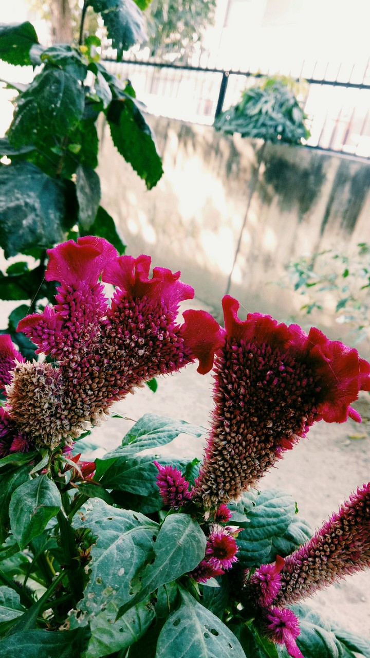 beautiful flower
