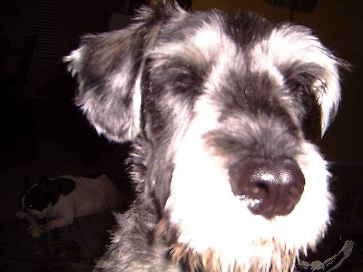 Sam the Standard Schnauzer pup (aka, Sam Sam)