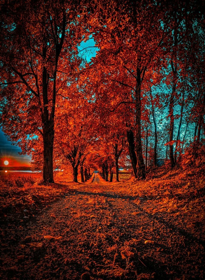 forest