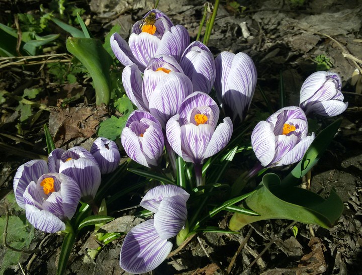 Crocus