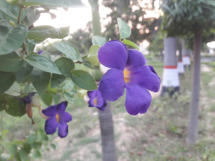 purple flowr