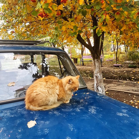 Cat and car