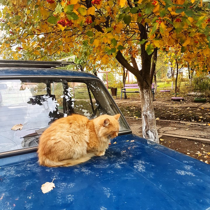 Cat and car